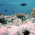 A picture of coral in the sea